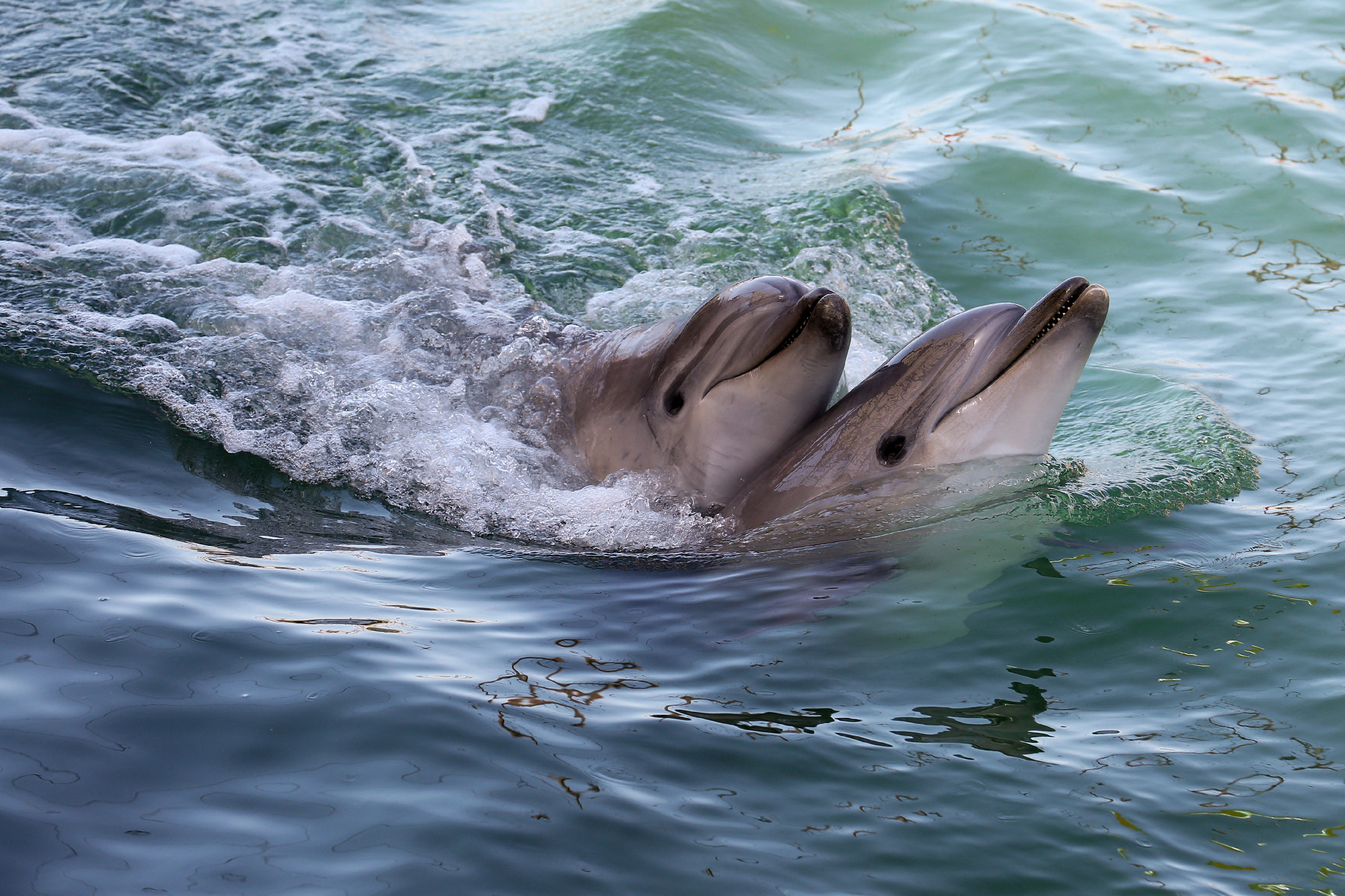 Égési sérülések, fertőzések, éhezés - pusztulnak a delfinek a háború miatt