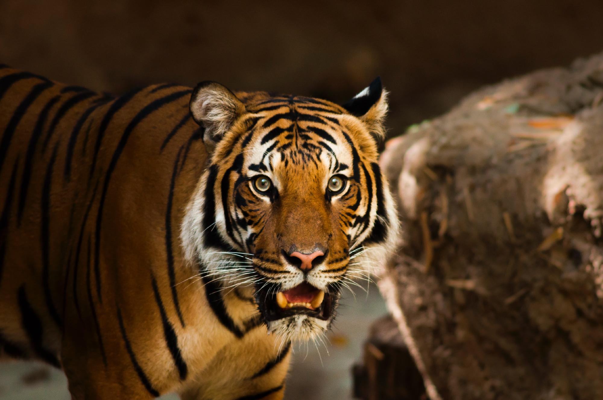 Megölte gondozóját egy állatkertből szökött bengáli fehér tigris, lelőtték