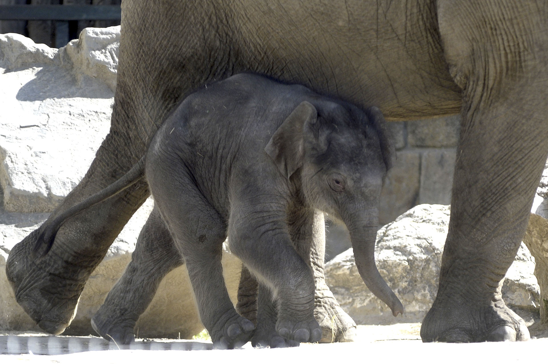 Megtagadták az emberi jogokat egy állatkerti elefánttól
