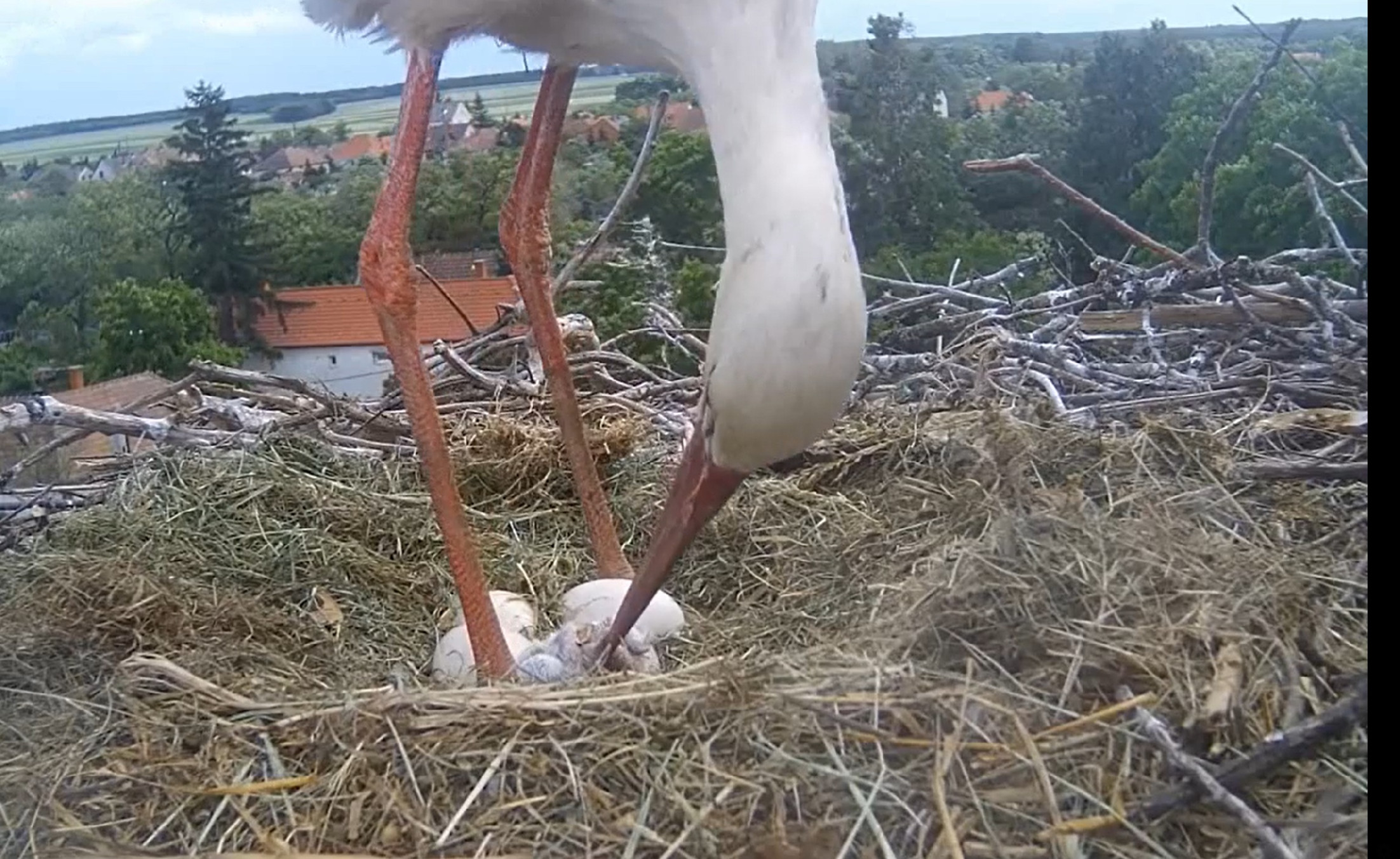Videó: Imádnivaló, ahogyan kibújik az első kisgólya a tojásból