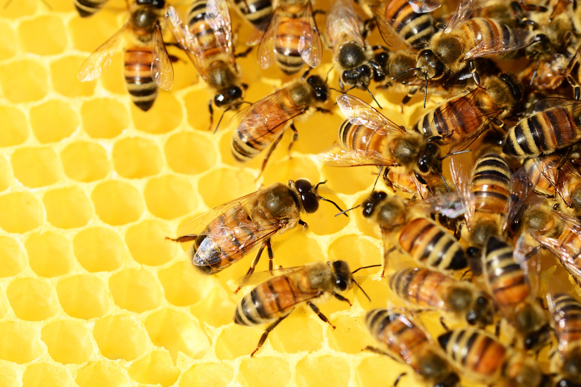 Agrárminiszter: „a világ szegényebb lesz méhek nélkül, sőt, el is pusztul”