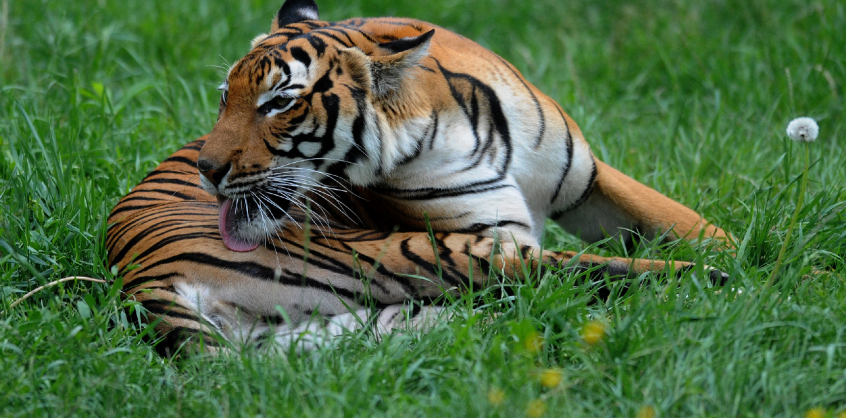 Lelőttek egy állatkerti tigrist, mert megragadta egy takarító karját