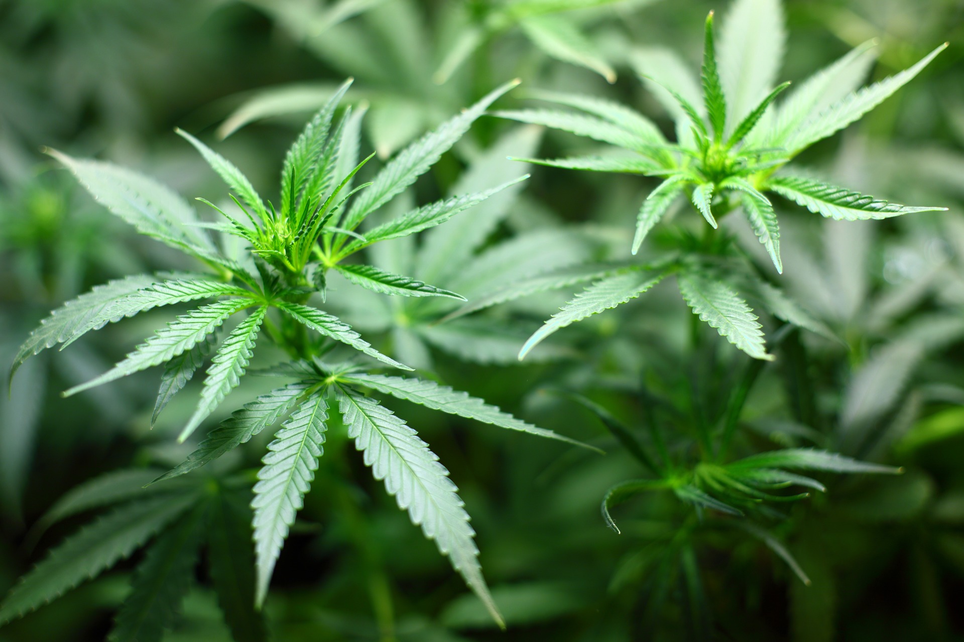 Virginiában is legális lesz a marihuána