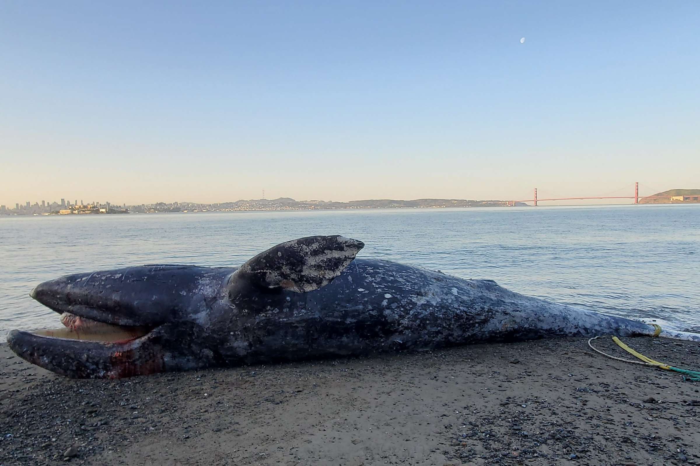 Kilenc nap alatt négy szürke bálna tetemét sodorta partra a víz a San Franciscó-i öbölben