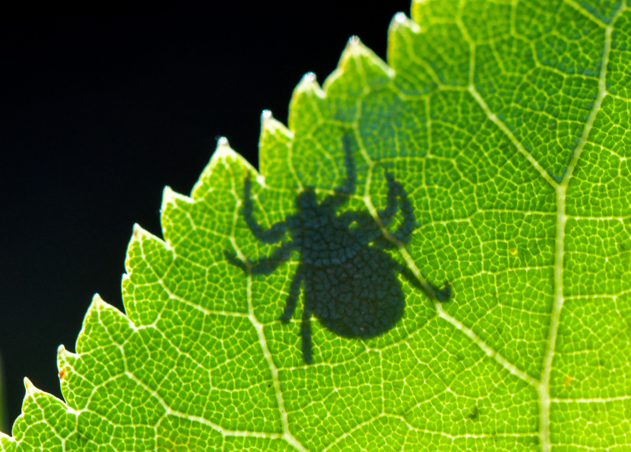 Újabb magyar orvosi áttörés: képesek azonosítani a Lyme-kórt a betegség bármely időszakában