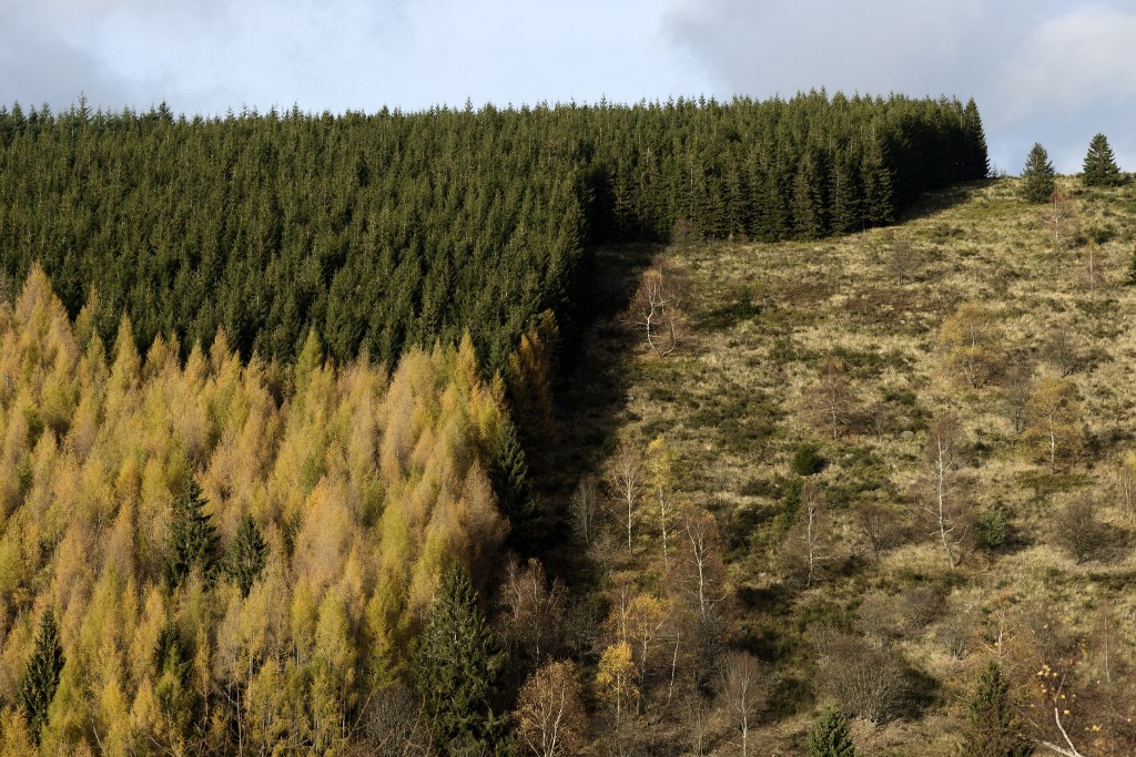 Továbbra is ellenőrzik a fakitermelést, csak a szabályok lettek enyhébbek – nyugtatgatott az államtitkár