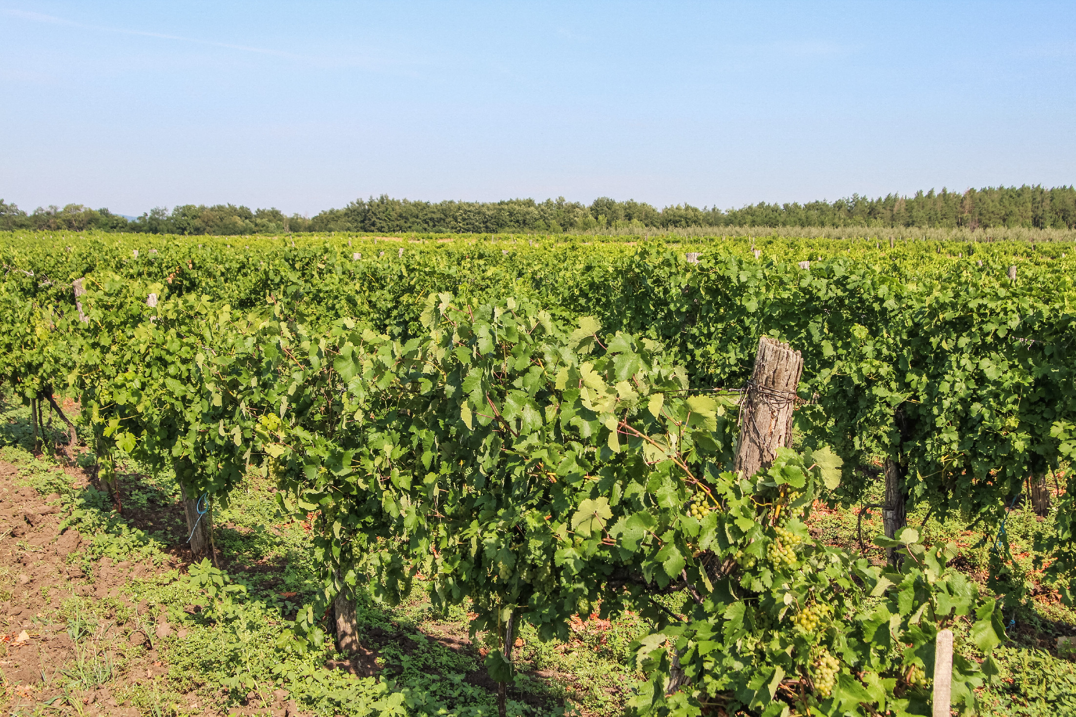 Hiába a varázslatos magyar borvidék, lesújtó a magyar bor helyzete Európában