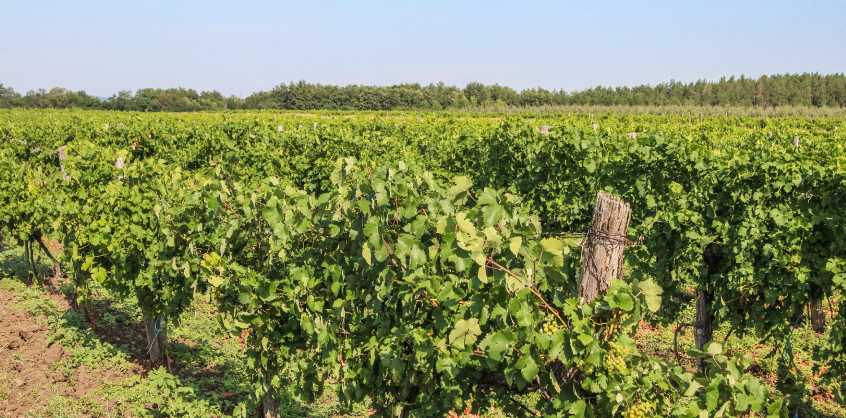 Hiába a varázslatos magyar borvidék, lesújtó a magyar bor helyzete Európában