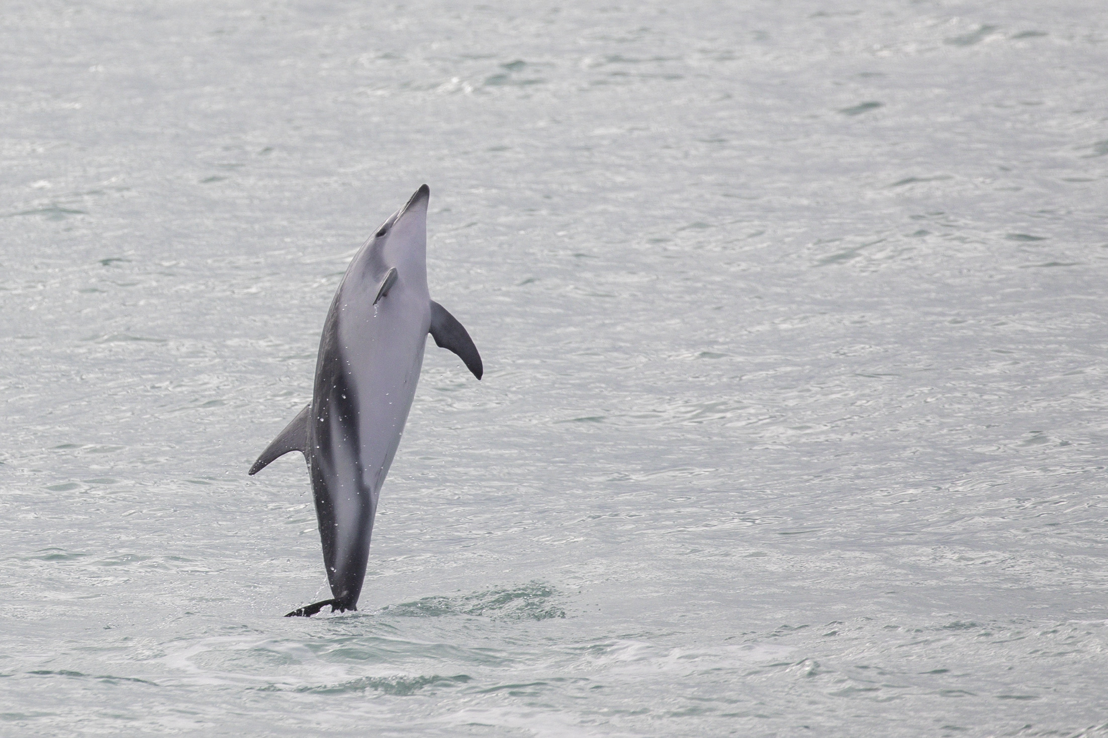 Szokatlan delfinpusztulást észlelnek Hollandiában a Watt-tengeri szigeteken