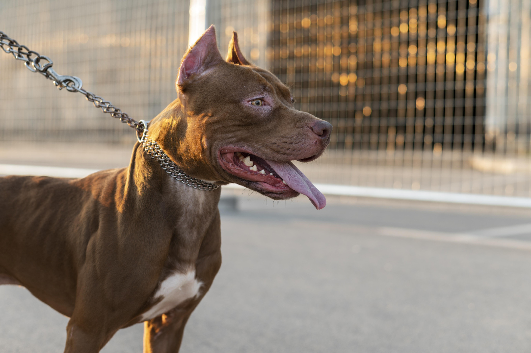 Brutális kutyatámadás Rajkán: pitbull sebzett meg egy kétéves kislányt 