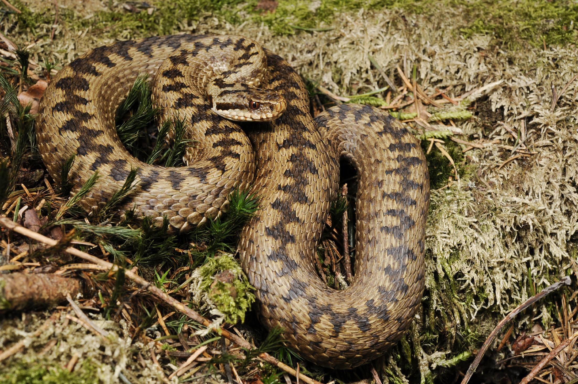 Magyar túrázót mart meg egy vipera a Magas-Tátrában 