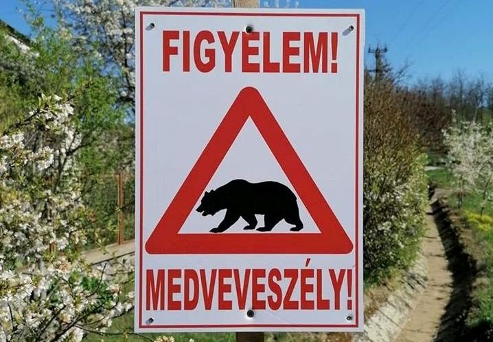 Figyelem! Medveveszély! – Riadót fújtak a Nógrád megyei Acsán 