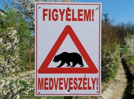 Figyelem! Medveveszély! – Riadót fújtak a Nógrád megyei Acsán 