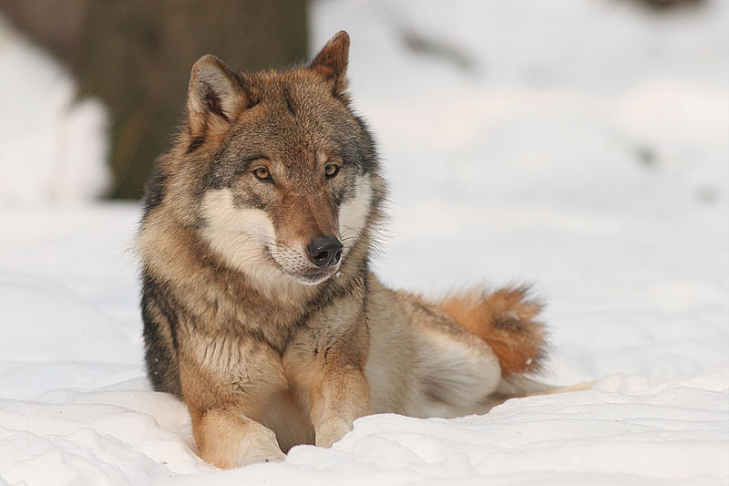 Kiközösíti a vadászkamara a svájci farkast lelövő puskás embert