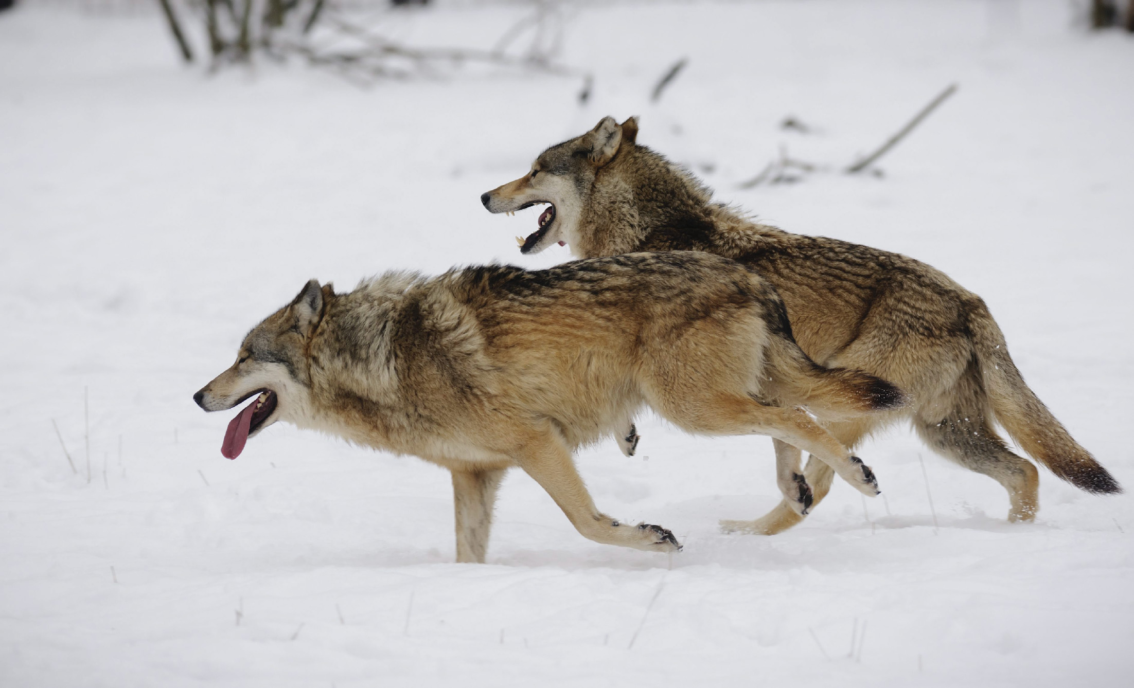 Gyorsan növekszik a farkas populáció az Alpokban