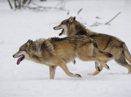Gyorsan növekszik a farkas populáció az Alpokban