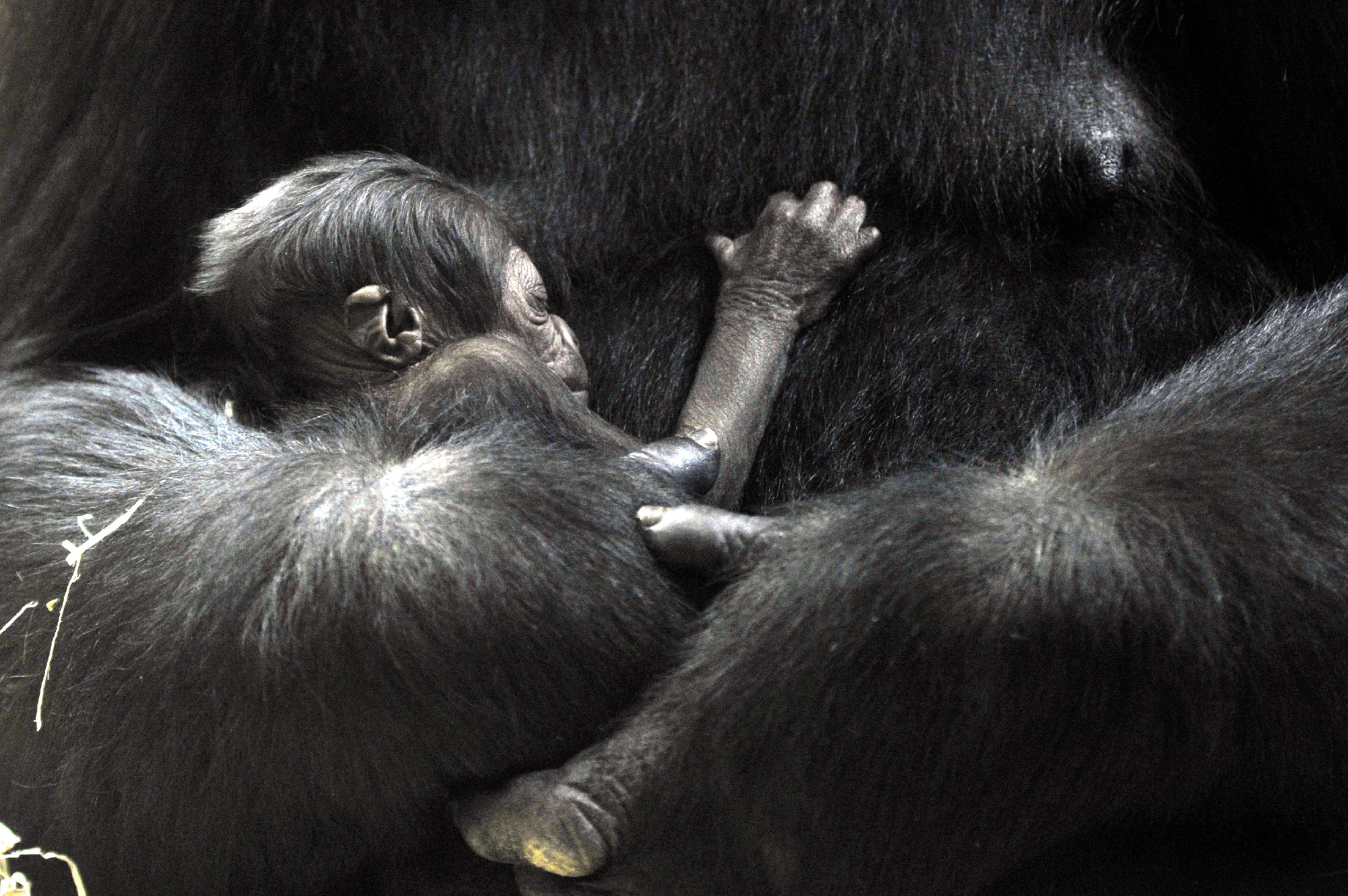 Veszélyeztetett gorillákat terveznek leölni az európai állatkertekben