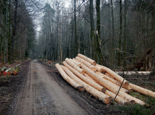 Karácsony: a fakitermelés fokozása csak tovább ront a helyzeten