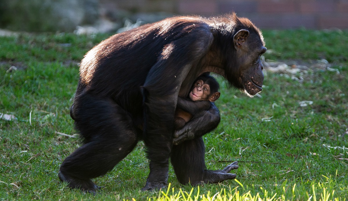 Csimpánzrezervátummal mentenék a veszélyeztetett állatokat Guineában