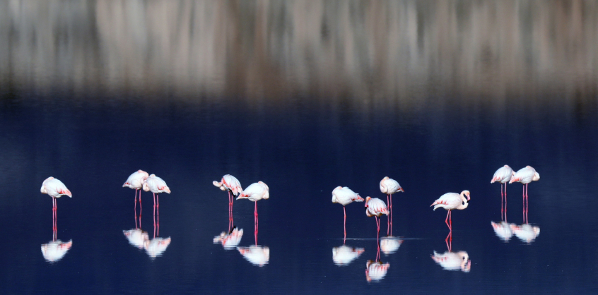 Rossz hír a flamingóknak: kiszáradt egy tó Törökországban