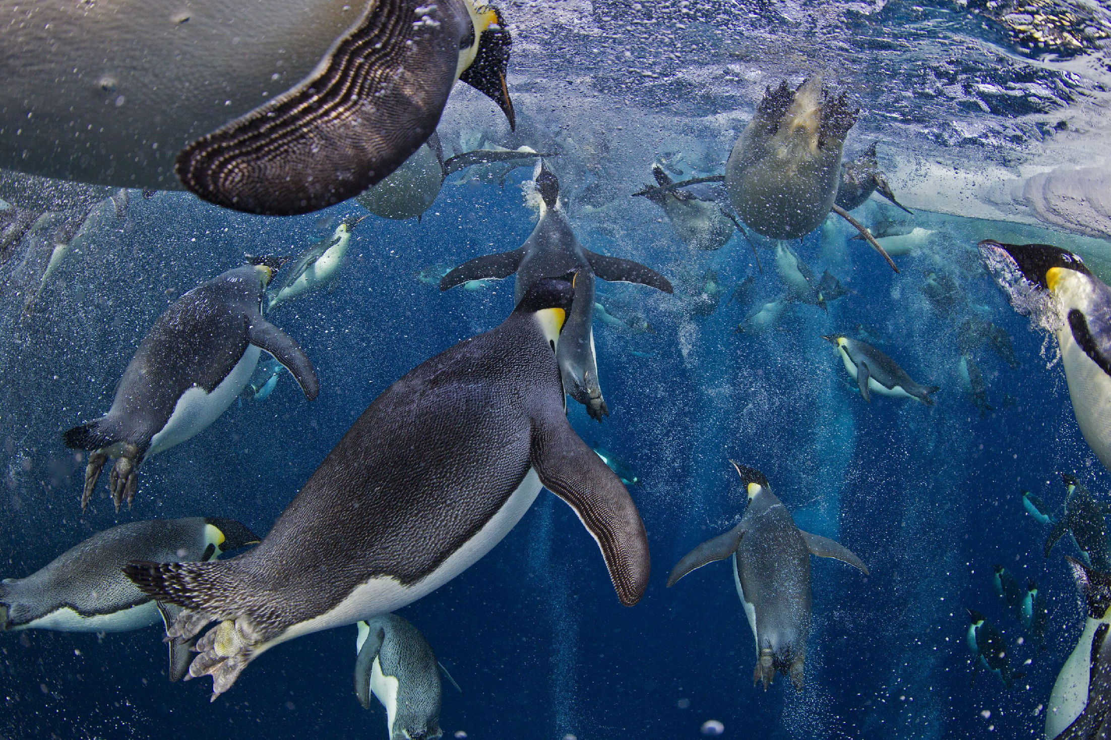 A felmelegedés miatt hűlhetnek ki a császárpingvinek fiókái