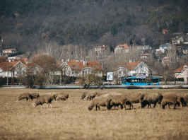 Birkákkal rakják rendbe a Duna partját