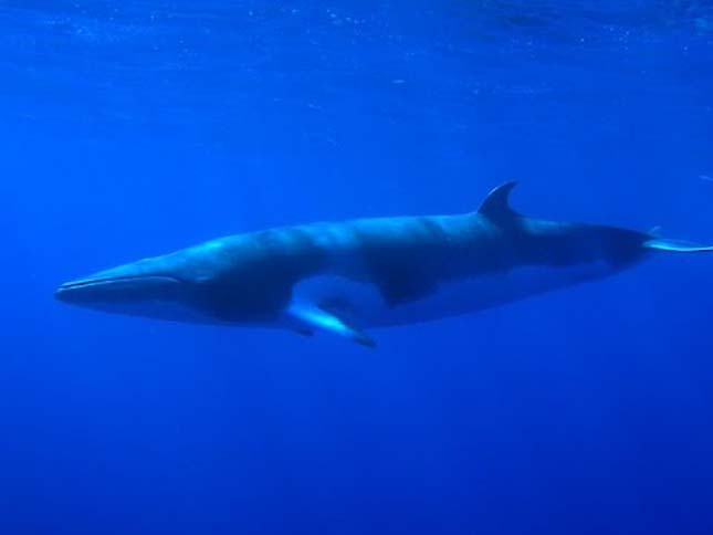 Izlandon nincs többé bálnavadászat 
