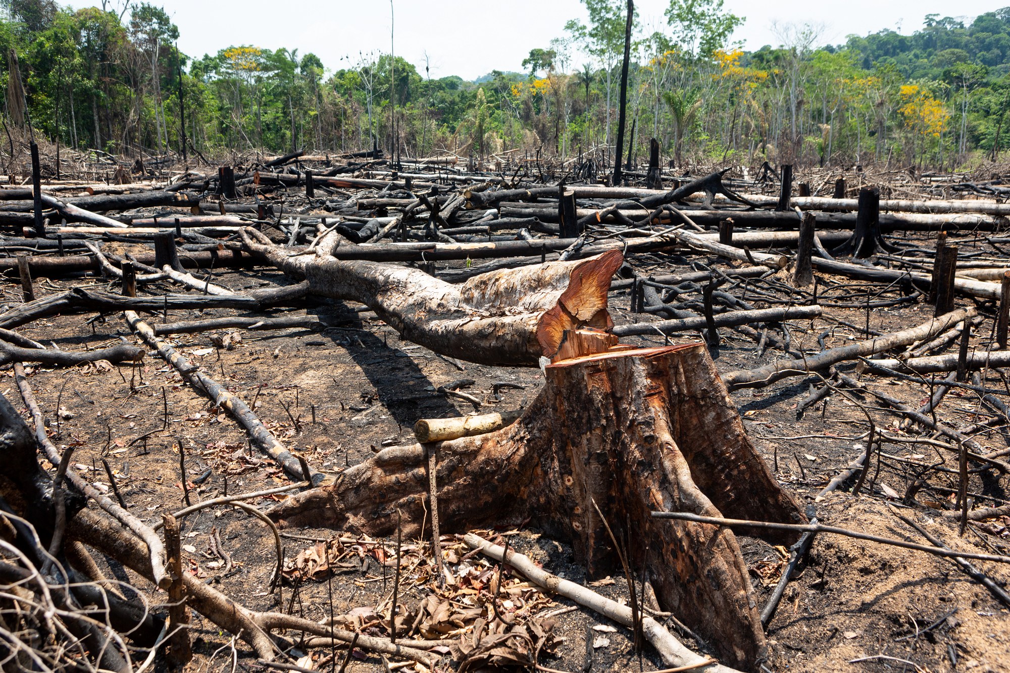 Az Amazonas őserdeinek ötöde már elpusztult