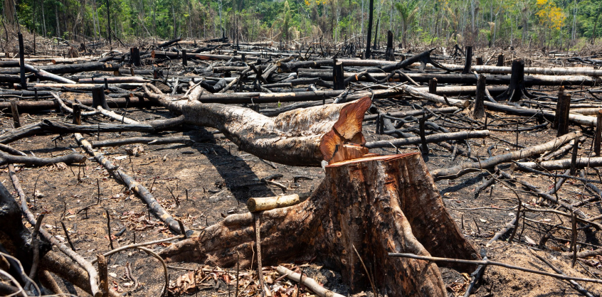 Az Amazonas őserdeinek ötöde már elpusztult