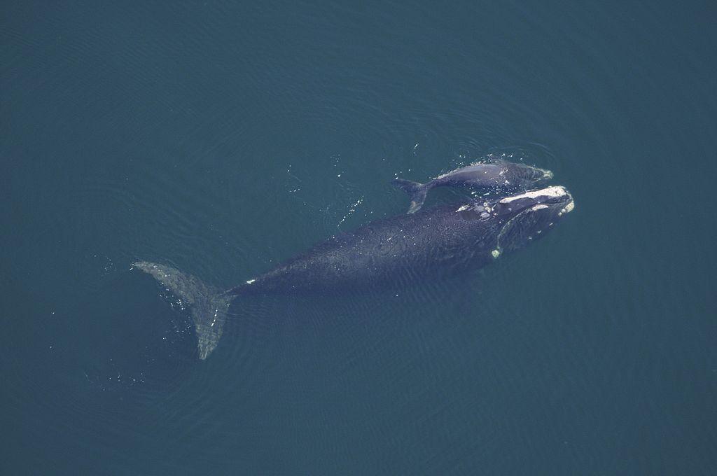 Az egyik legritkább bálnafaj példánya pusztult el, ismét a halászok miatt