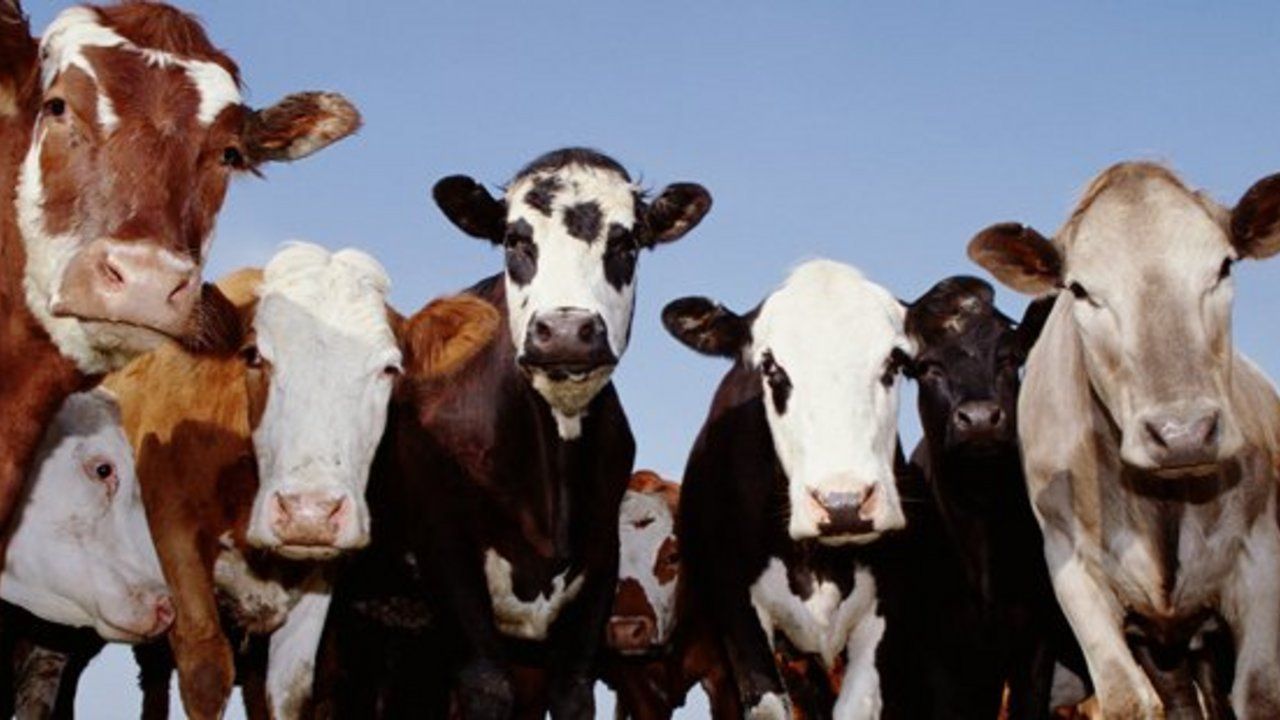 Új takarmánnyal szorítanák vissza a marhák metánkibocsátását