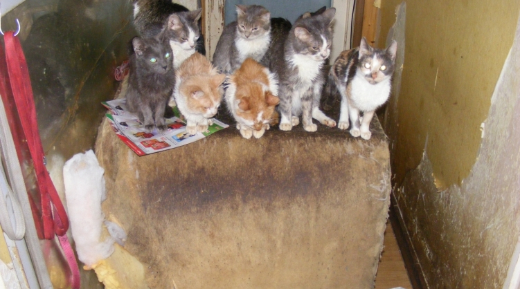 Öt macska pusztult el, mert magára hagyta háziállatait egy budapesti nő
