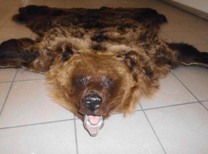 Medvebőrt árultak az interneten – vádemelés járt cserébe 