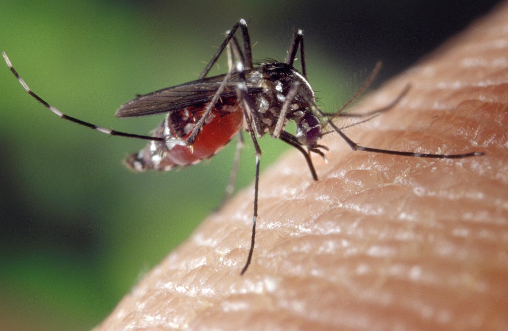 Egyre több a dengue betegséget terjesztő tigrisszúnyog Európában