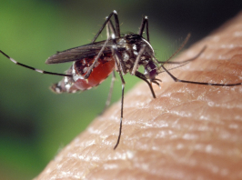 Egyre több a dengue betegséget terjesztő tigrisszúnyog Európában