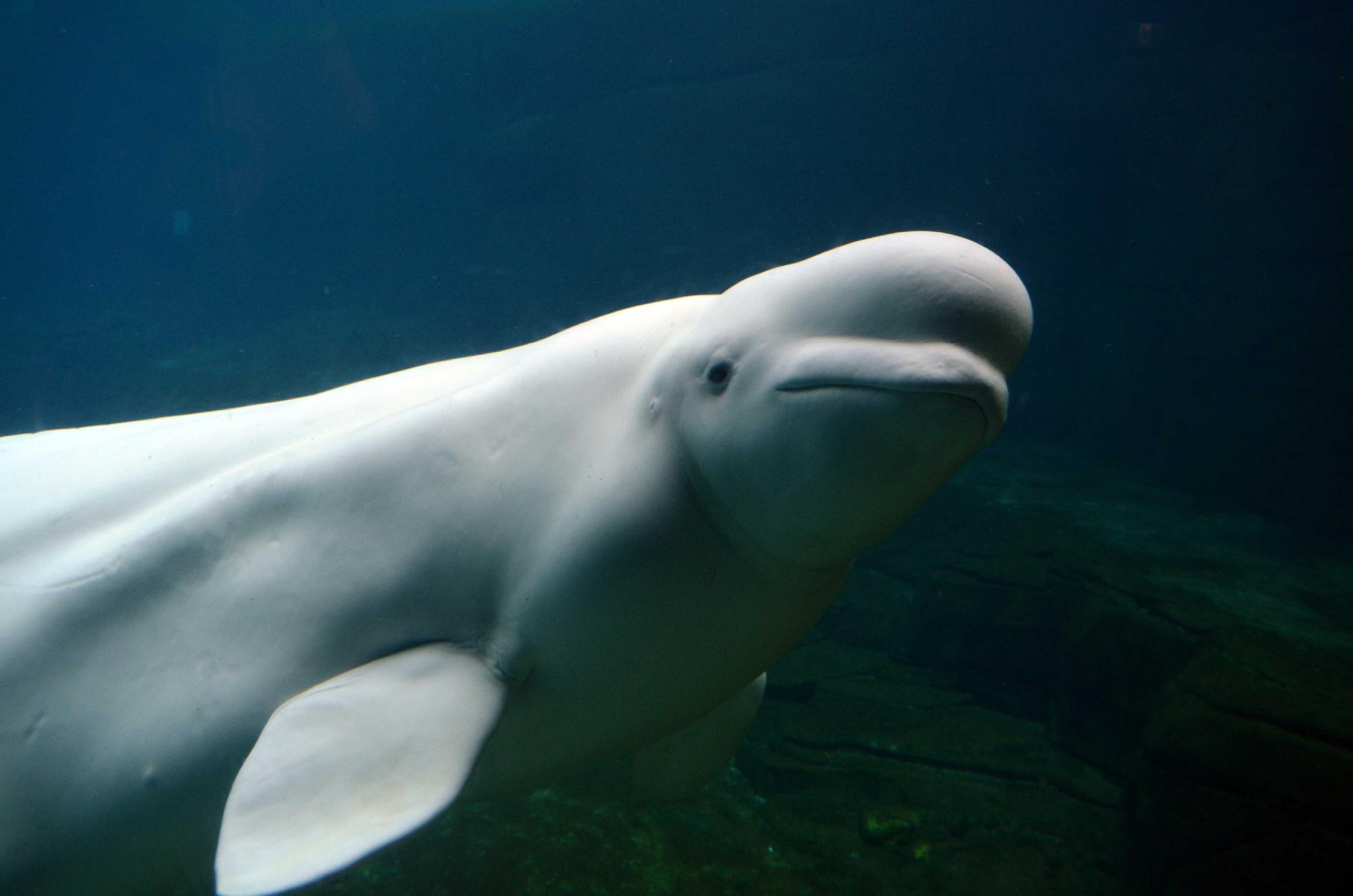 Videó – Nem fogadja el az élelmet az eltévedt fehér delfin