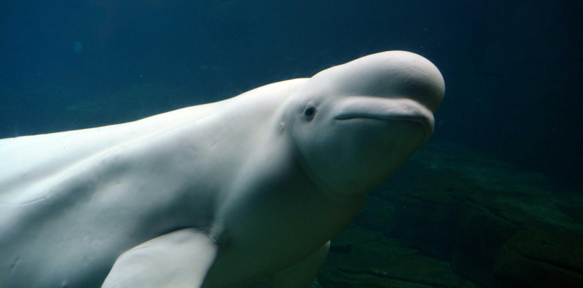 Videó – Nem fogadja el az élelmet az eltévedt fehér delfin