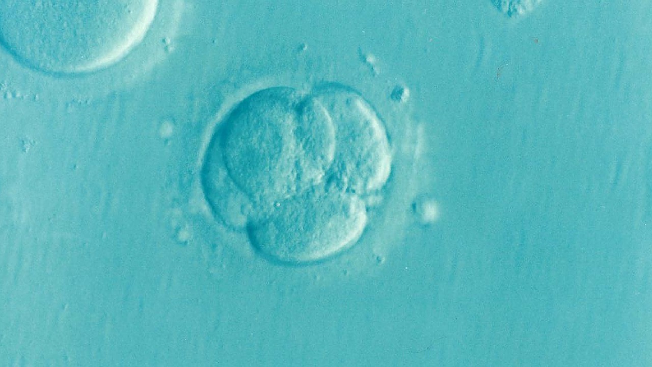 Bőrsejtekből alkottak emberi embriómodellt