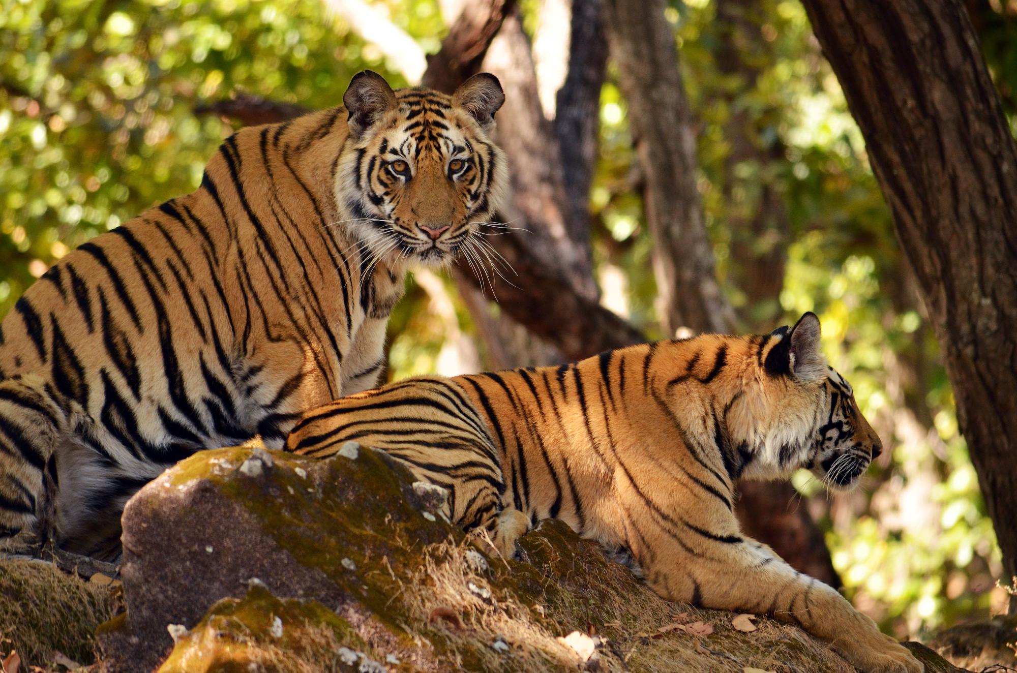 Egyre nagyobb bajban a tigrisek Indiában