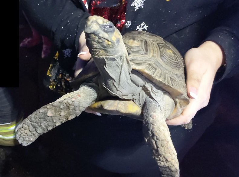 Szélvédőn keresztül becsapódó teknősbéka talált fejen egy idős nőt 