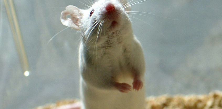 Lehet, hogy egerekben fejlődött ki az omikron