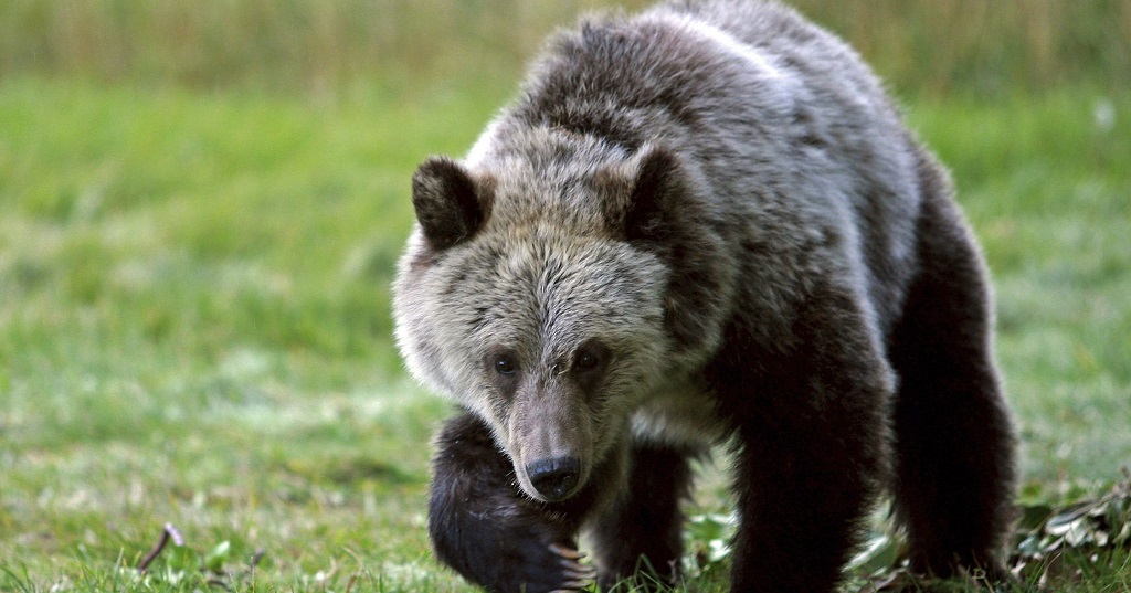 Grizzly medve gyilkolt a Sziklás-hegységben