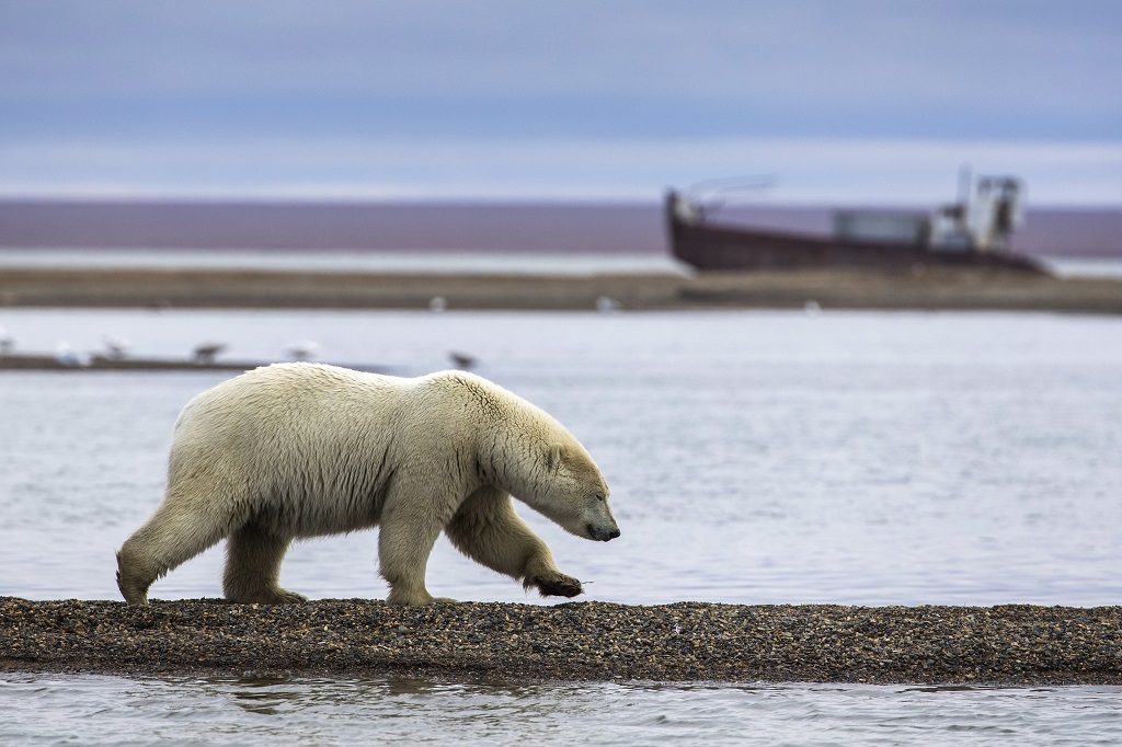 Kisebb sérülésekkel úszta meg a jegesmedve-támadást egy norvég férfi