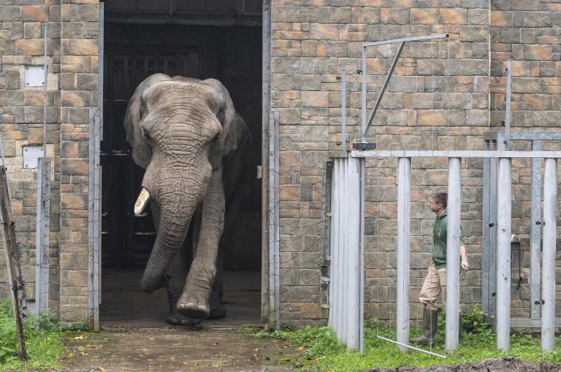 Jack, Európa legnagyobb afrikai elefántbikája újra a Nyíreg
