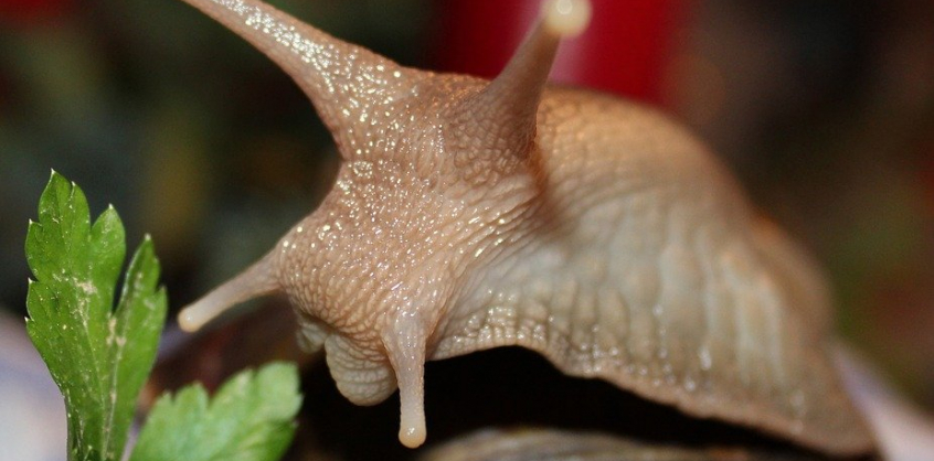 Magyar tudós fedezte fel a világ legkisebb csigáját 