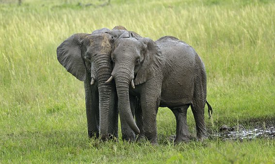 Először láttak egy vadon élő és egy fogságban tartott elefántot 