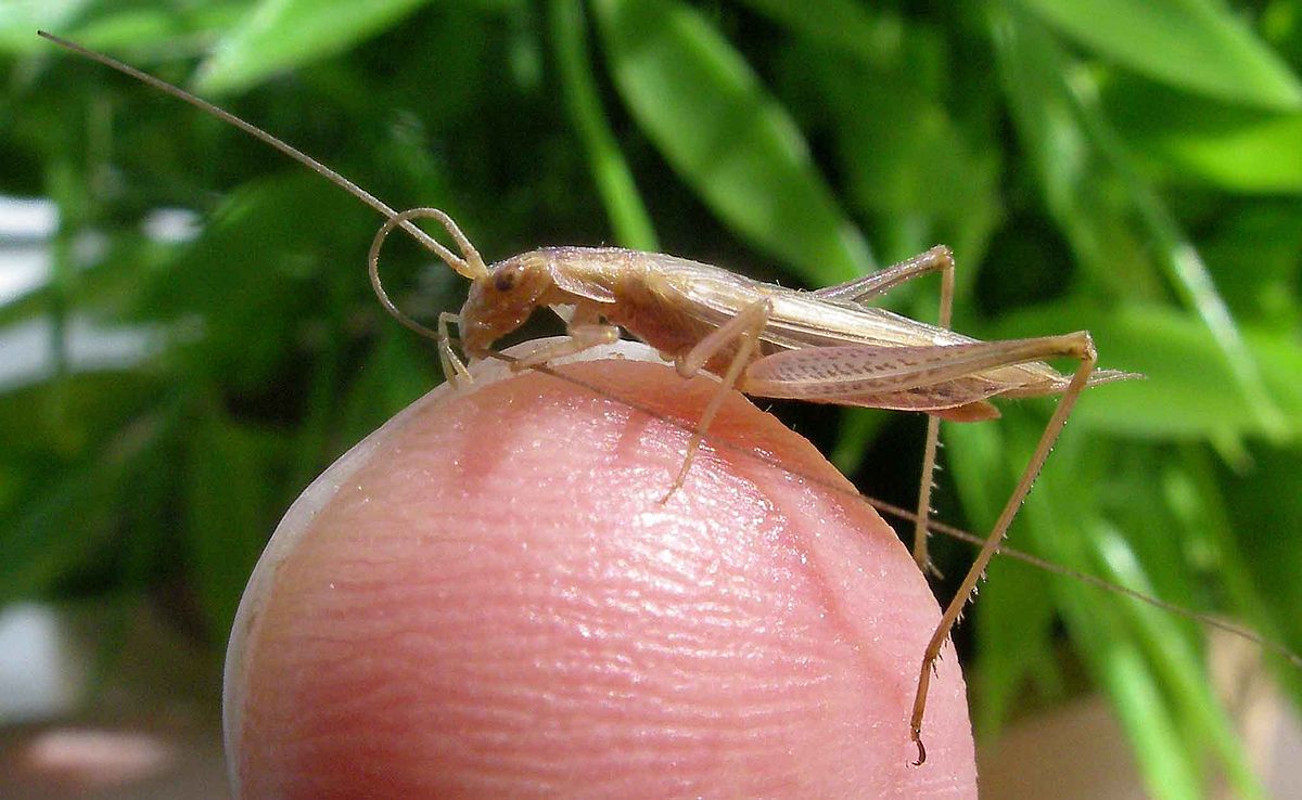 Allergiás reakciót válthat ki a tücsökevés