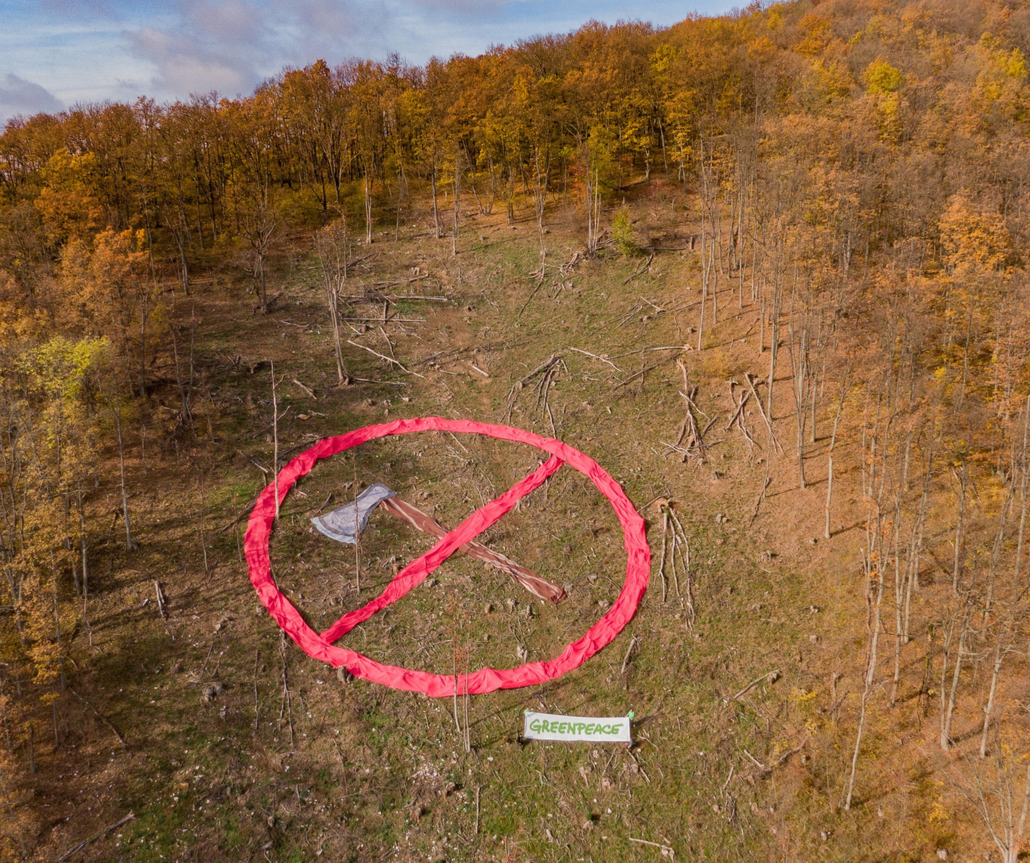 Hatalmas baltával hívja fel a figyelmet a fakitermelésre a Greenpeace