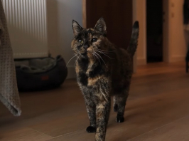 Flossie lett a világ legidősebb macskája