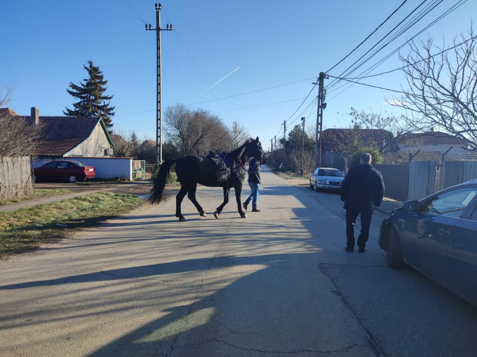 Felnyergelt ló galoppozott Tárnok utcáin, épp arra járt egy volt lovasrendőr